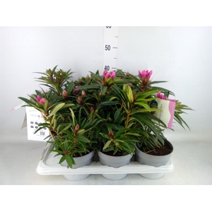 Rhododendron   ...