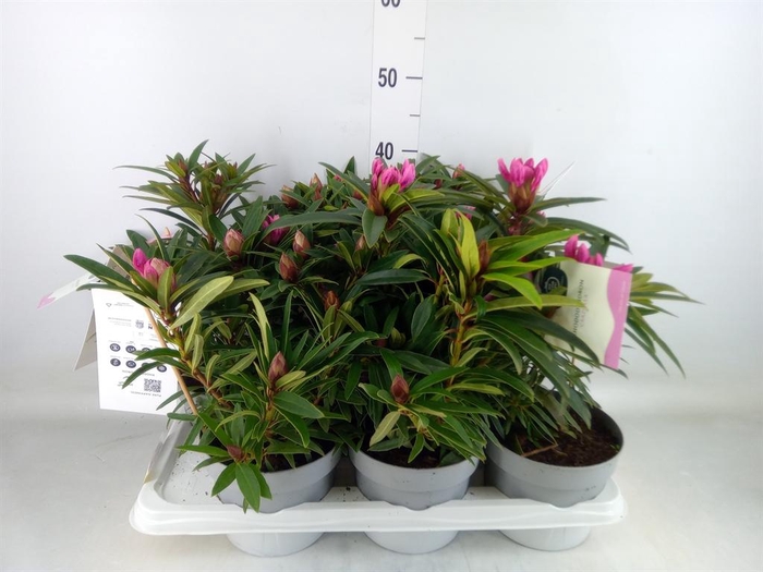 <h4>Rhododendron   ...</h4>