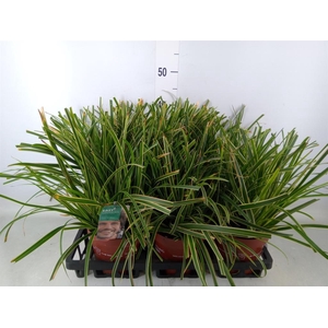 Carex morrowii 'Ice Dance'