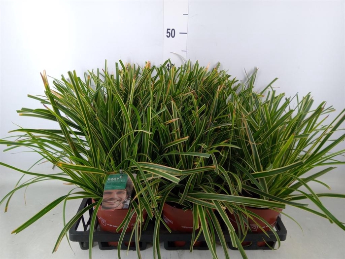 <h4>Carex morrowii 'Ice Dance'</h4>