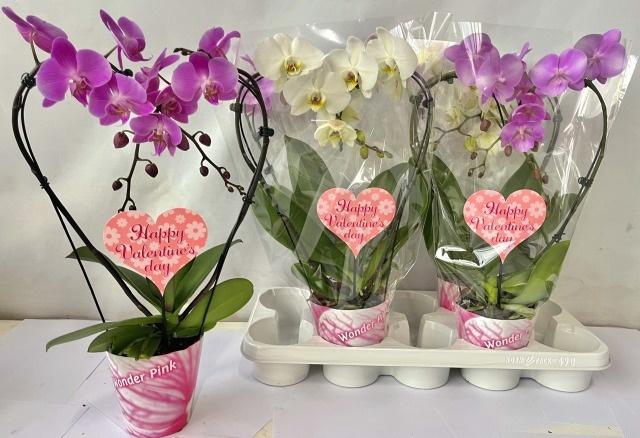 <h4>PHAL GEM 3 KL</h4>