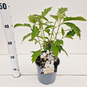 Hydrangea quercifolia
