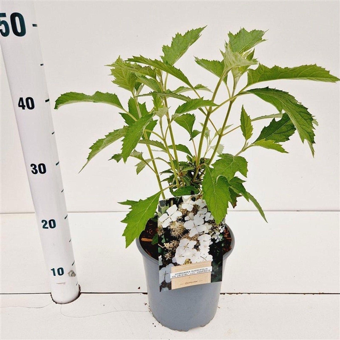 <h4>Hydrangea quercifolia</h4>