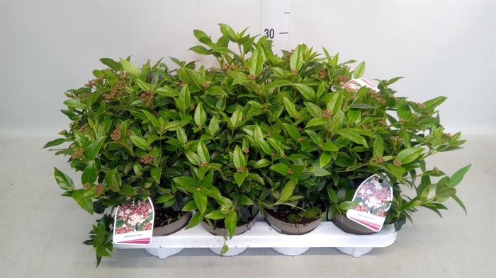 <h4>Viburnum tinus</h4>