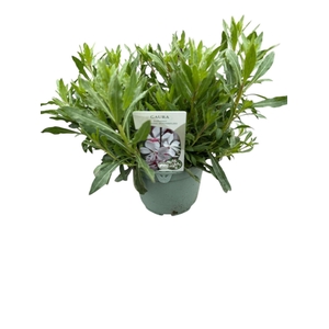 Gaura Whirling Butterf