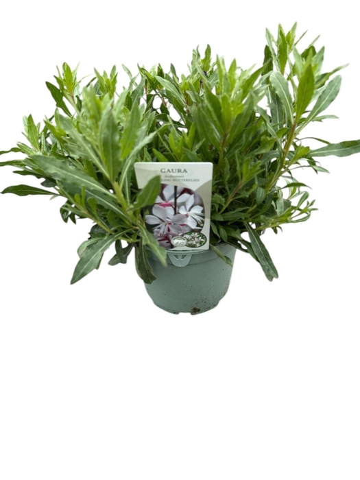 <h4>Gaura Whirling Butterf</h4>