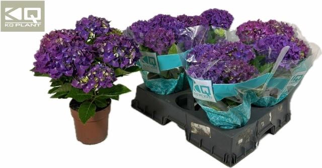 <h4>HYDR M HI OCEAN</h4>