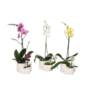 Yin Keramiek Phal Mix 1T+ Tiny Dolls 1T