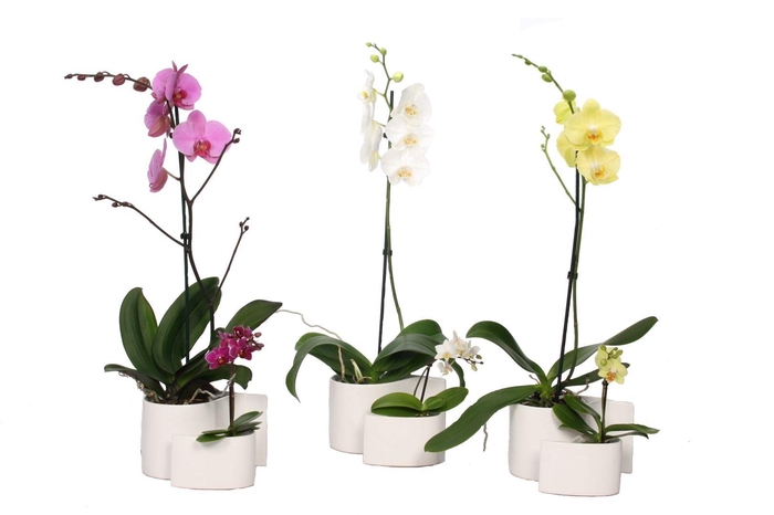 Yin Keramiek Phal Mix 1T+ Tiny Dolls 1T
