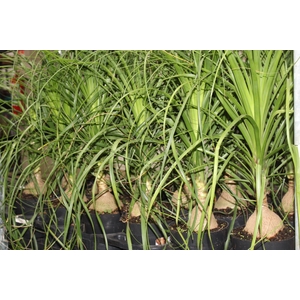 BEAUCARNEA P17