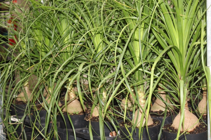 <h4>BEAUCARNEA P17</h4>