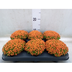 Nertera granadensis 'Astrid'