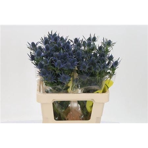 Eryngium Mag Blue Lagoon