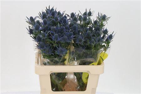 <h4>Eryngium Mag Blue Lagoon</h4>