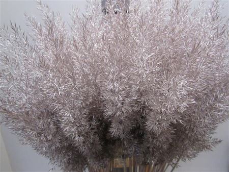 <h4>Calamagrostis Brachy Champage</h4>