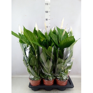 Spathiphyllum  'Verdi'