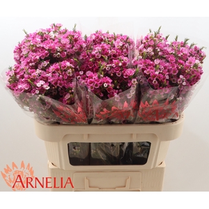 Chamelaucium Nina's Delight