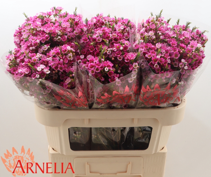 <h4>Chamelaucium Nina's Delight</h4>