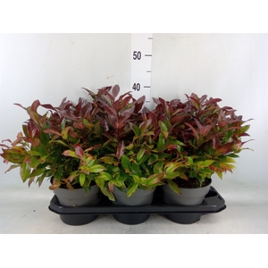 Leucothoe axillaris 'Zeblid'