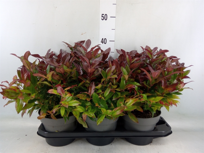 <h4>Leucothoe axillaris 'Zeblid'</h4>