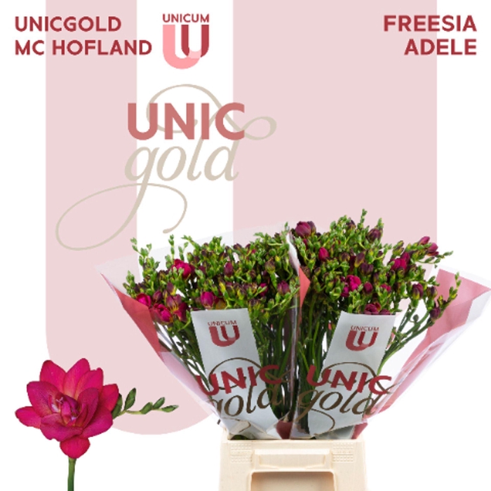 <h4>Freesia DU 'Adele'</h4>