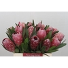 Protea Pink Ice