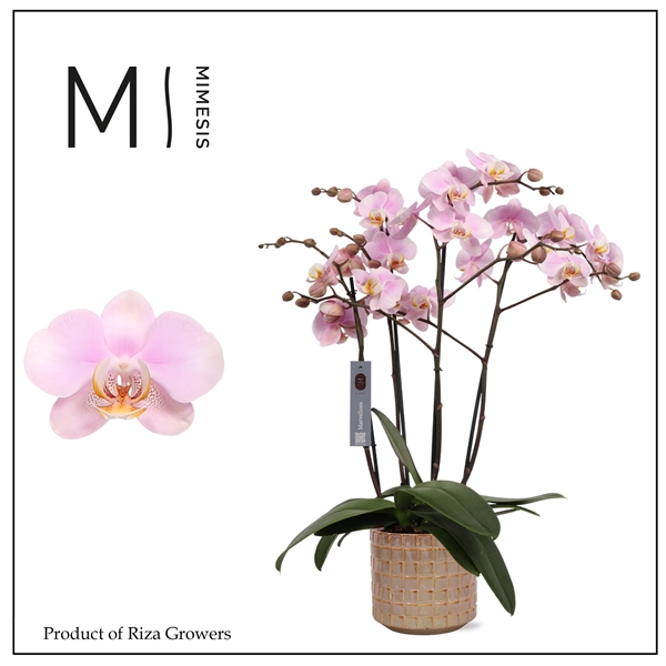 <h4>Mimesis Phal. Marvellous Light Pink - 50+ flowers 17cm in Stian Ceramic</h4>