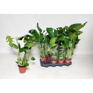 MONSTERA DELICIOSA