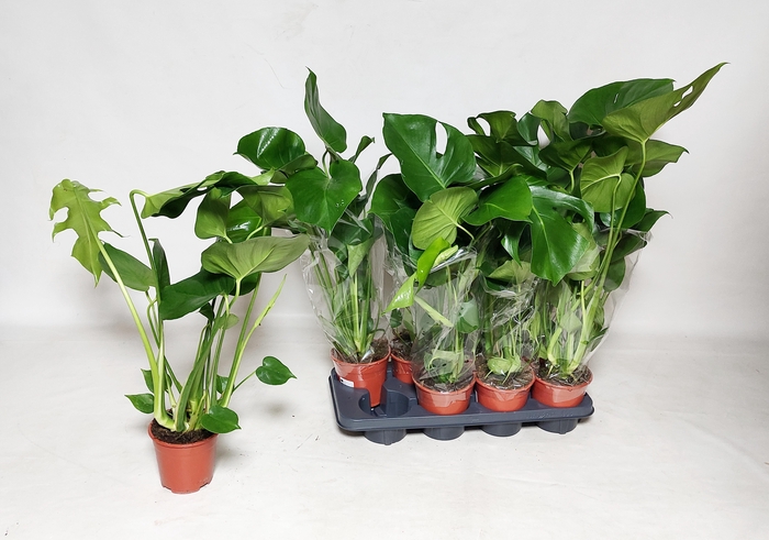 <h4>MONSTERA DELICIOSA</h4>