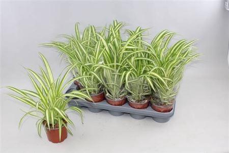 Chlor Com Variegatum