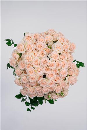 <h4>Tr My Beauty</h4>