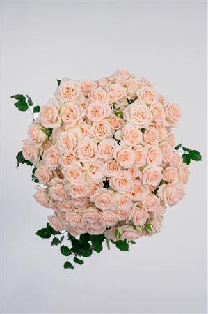 <h4>Tr My Beauty</h4>