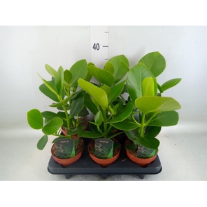 Clusia rosea 'Princess'