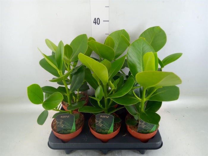 <h4>Clusia rosea 'Princess'</h4>