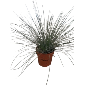 Festuca glauca