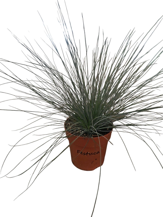 <h4>Festuca glauca</h4>