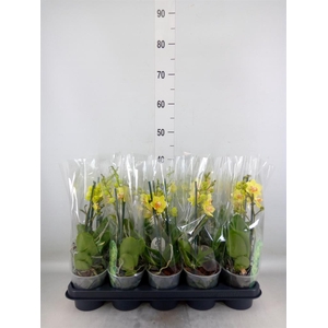 Phalaenopsis multi. ...yellow
