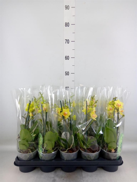 <h4>Phalaenopsis multi.   ...yellow</h4>