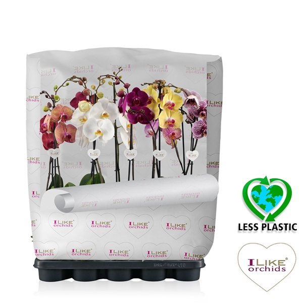 <h4>Phalaenopsis mix - 1 tak 80cm (Less Plastic)</h4>