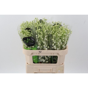 Delph En Be An White