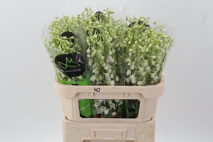 <h4>Delph En Be An White</h4>