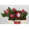 Protea Cynaroides Madiba