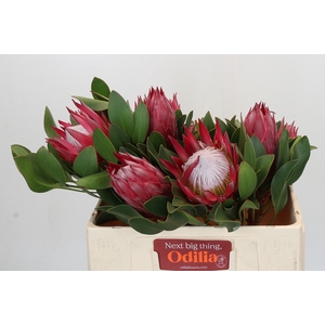Protea Cynaroides Madiba