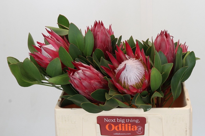 <h4>Protea Cynaroides Madiba</h4>