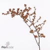 Celastrus scandens nico (berry)