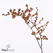 Celastrus scandens nico (berry)