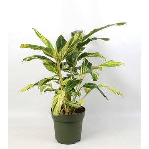 Alpinia zerumbet 'Variegata'