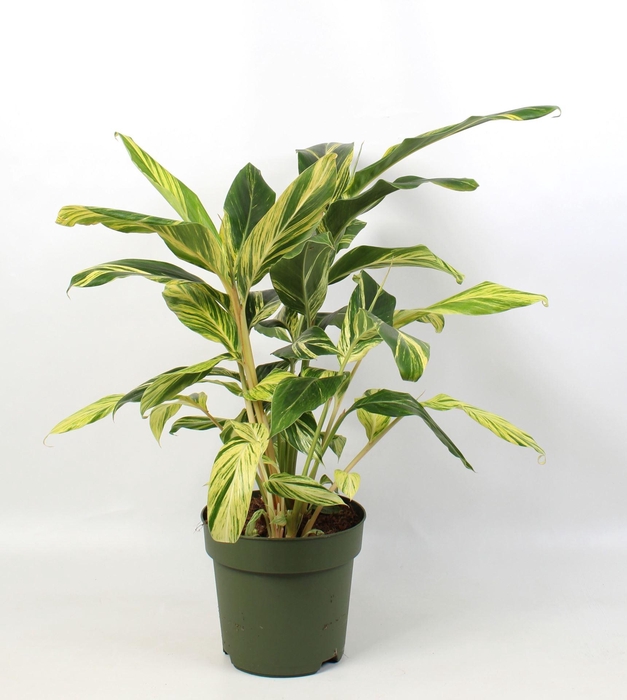 <h4>Alpinia zerumbet 'Variegata'</h4>
