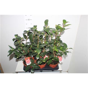 Camellia Japonica 10 Bloemen+