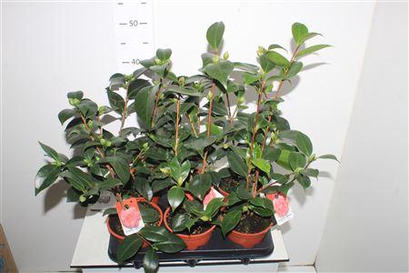 <h4>Camellia Japonica 10 Bloemen+</h4>
